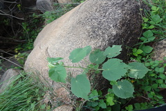 Abutilon indicum subsp. indicum